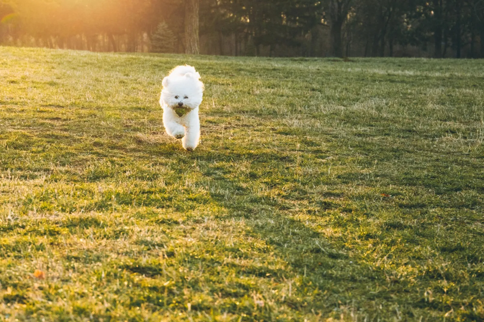 Căței Bichon Frise